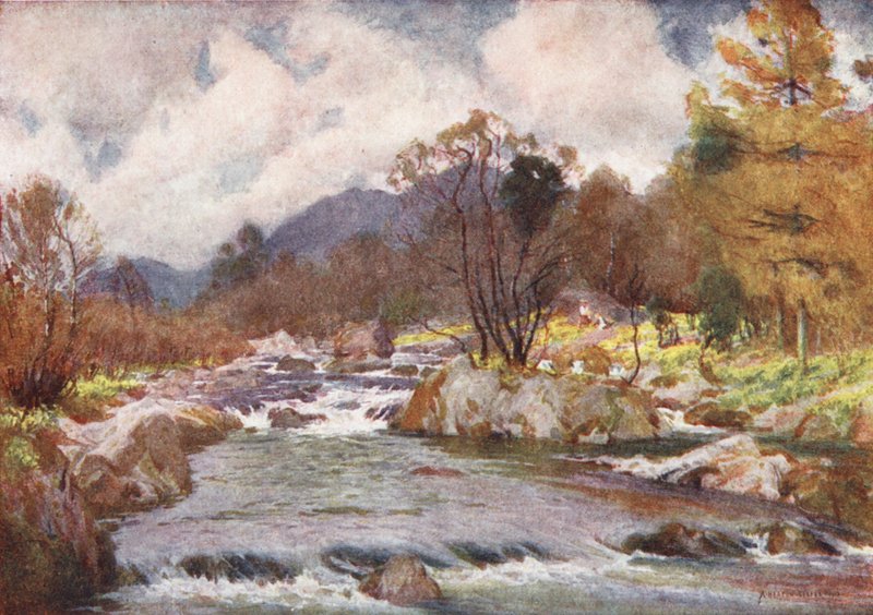 Região dos lagos: Narcisos nas margens do Duddon prateado (litografia a cores) de Alfred Heaton Cooper