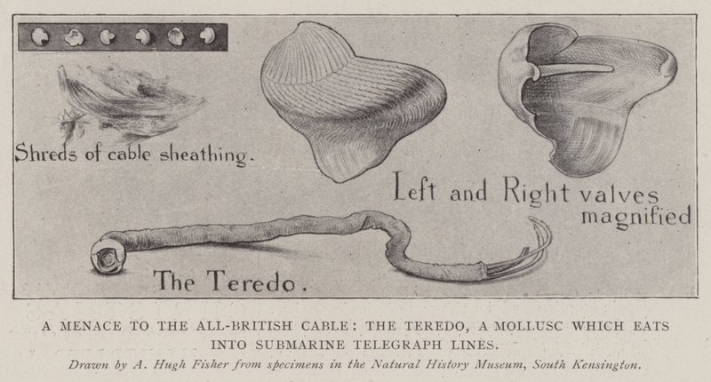 Uma ameaça para o cabo todo britânico, o Teredo, um molusco que come em linhas telegráficas submarinas de Alfred Hugh Fisher