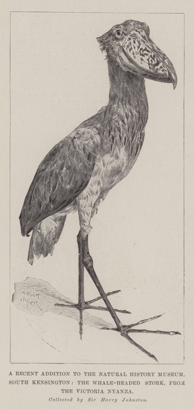 Uma adição recente ao Museu de História Natural, South Kensington, a cegonha com cabeça de baleia, da Victoria Nyanza de Alfred Hugh Fisher