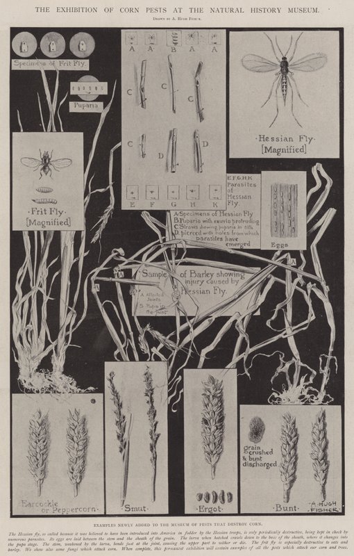 A Exposição de Pragas do Milho no Museu de História Natural de Alfred Hugh Fisher