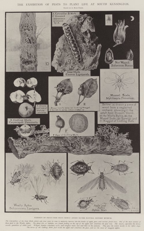 A exposição de pragas para plantar vida em South Kensington de Alfred Hugh Fisher