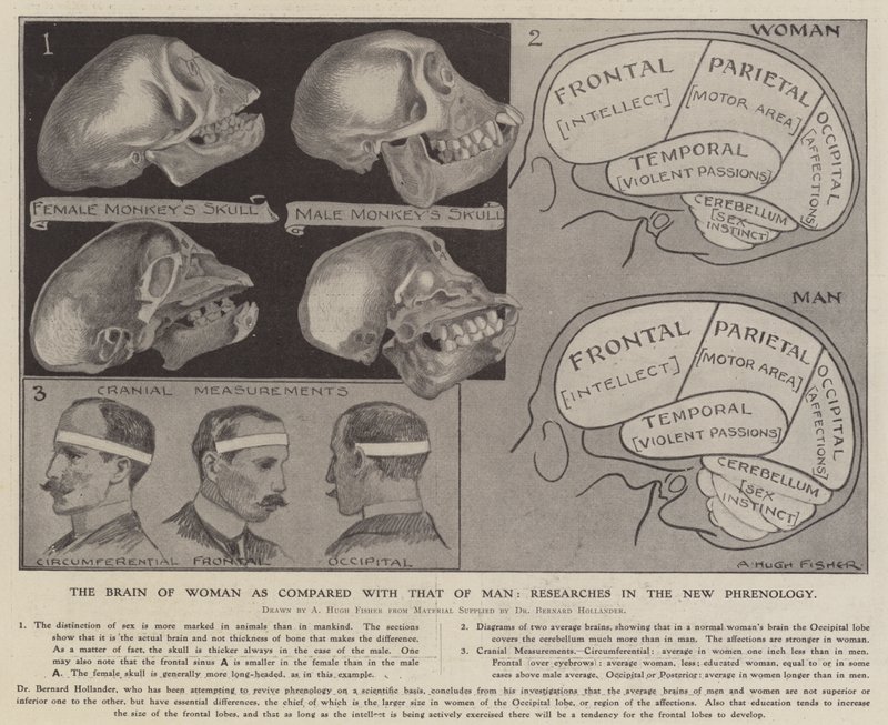 O cérebro da mulher em comparação com o do homem: pesquisas na nova frenologia (litho) de Alfred Hugh Fisher
