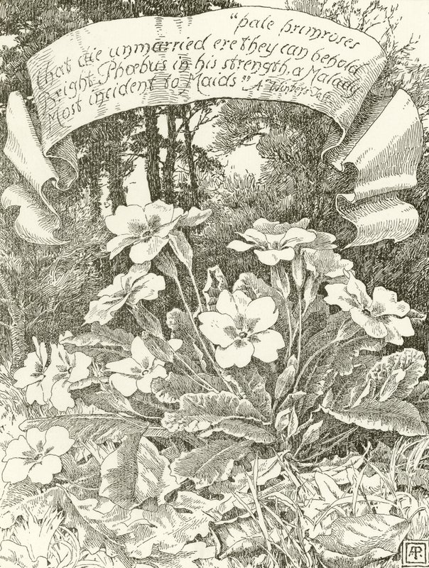 Primroses pálidos (gravura) de Alfred Parsons