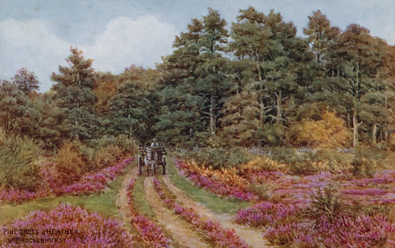 Pinheiros e urze perto de Brockenhurst de Alfred Robert Quinton
