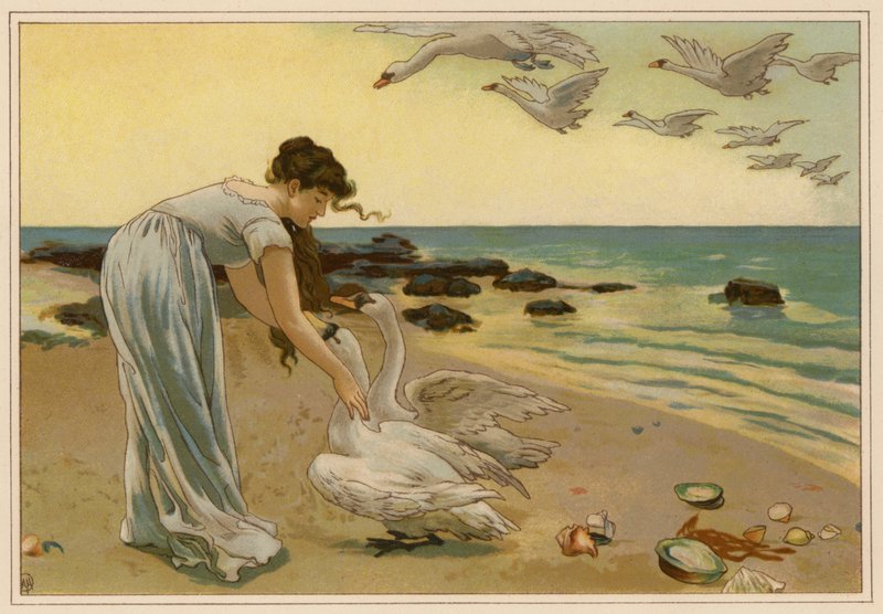 Os Cisnes Brancos (cromolitografia) de Alice Havers