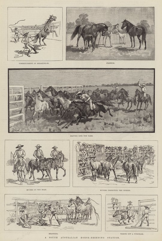 Estação de Criação de Cavalos da Austrália do Sul de Amedee Forestier