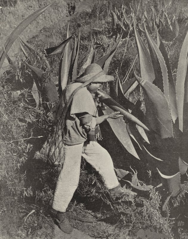 Um Coletor Pulque mexicano (foto a p/b) de American Photographer (after)