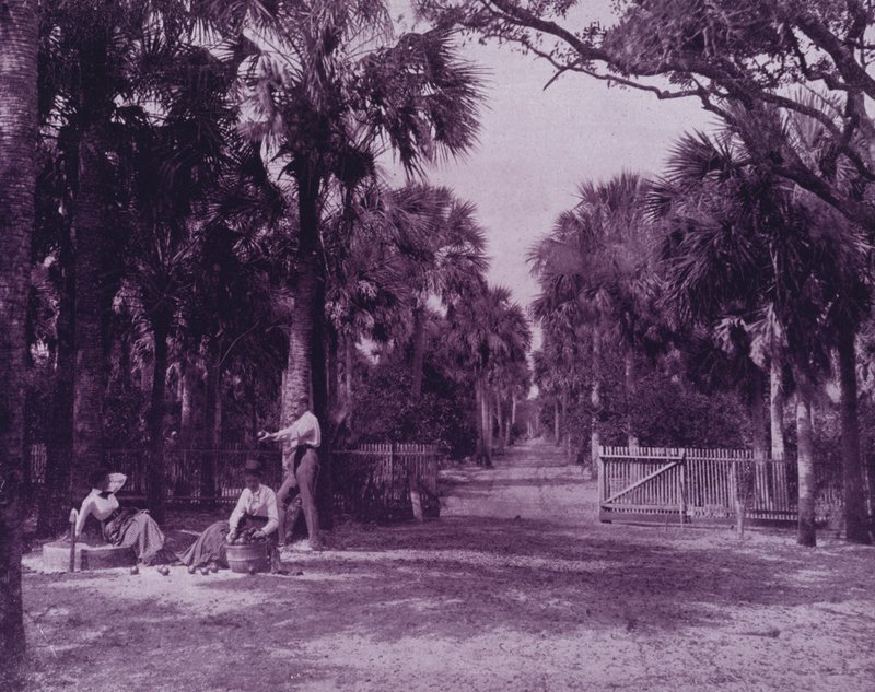 Um Palmetto Glade perto de Palatka, Florida (foto a p/b) de American Photographer (after)