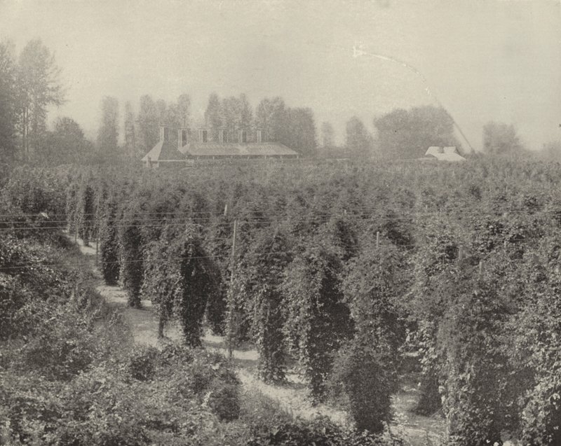 Um Washington Hop Yard (foto a p/b) de American Photographer (after)