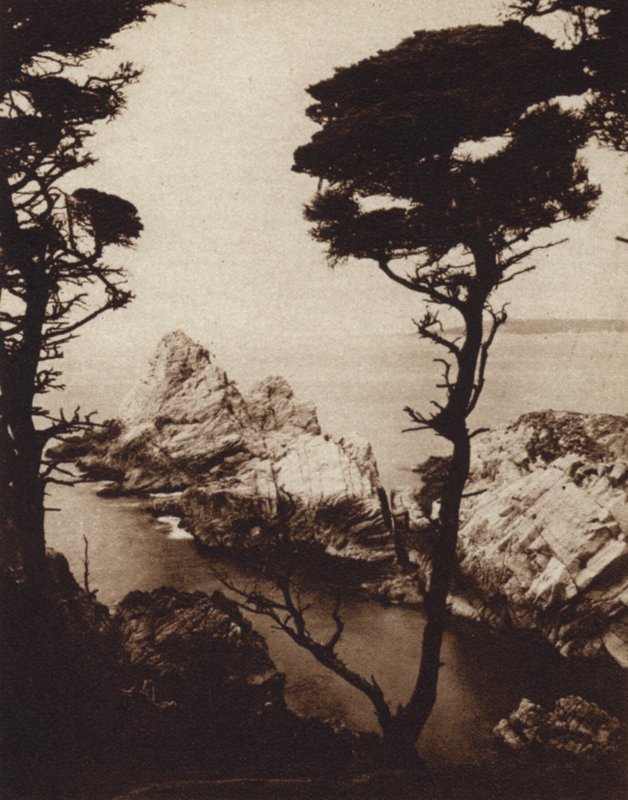 Califórnia: Monterey Cypress (foto a p/b) de American Photographer (after)