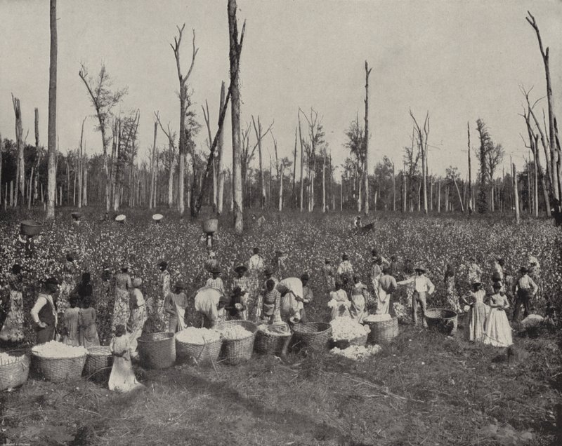Colheita de Algodão no Mississippi (foto a p/b) de American Photographer (after)