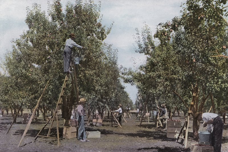 Oregon: Colheita de frutas em um pomar do Vale do Rio Rouge (foto) de American Photographer (after)