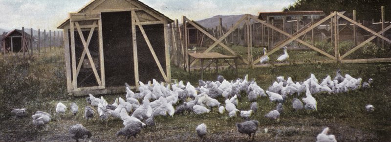 Oregon: Criação de Aves (foto) de American Photographer (after)