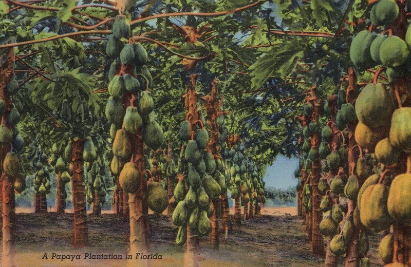 Plantação de papaia, Florida (foto) de American Photographer (after)