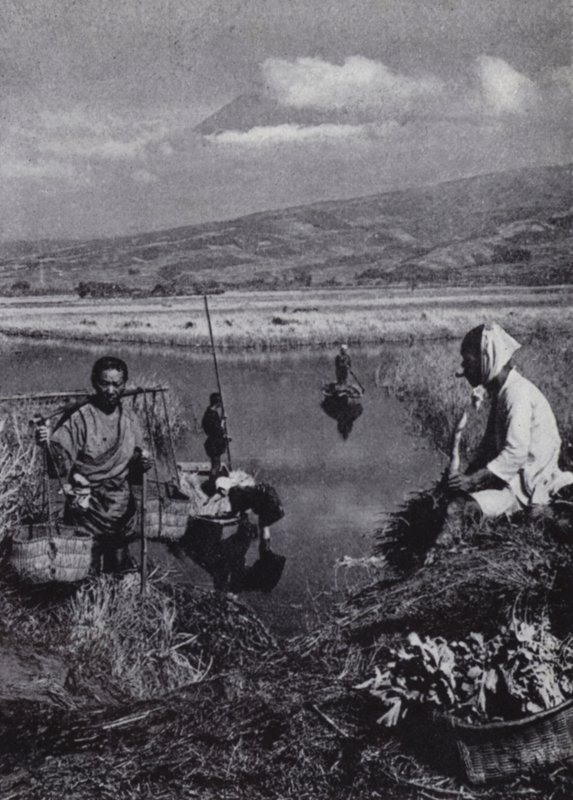 Apanhamento de camponeses apressados no grande desarranjo de vegetais de Suzukawa (foto a p/b) de American Photographer (after)