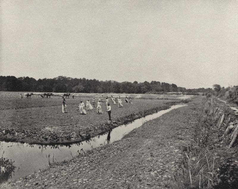 Plantio de arroz na Carolina do Norte (foto a p/b) de American Photographer (after)