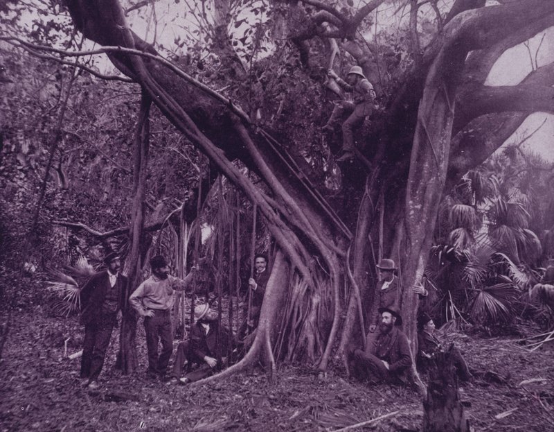 Borracha, ou banyan tree, no Banana River, Florida (foto a p/b) de American Photographer (after)