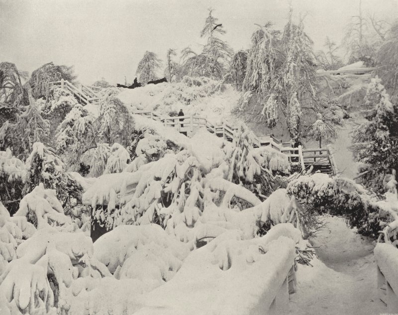 Folhagem de Inverno na Ilha da Luna (foto a p/b) de American Photographer (after)