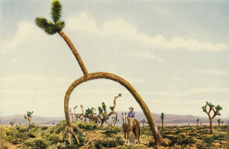 Um castus gigante no deserto de Mojave (fotografia a cores) de American Photographer