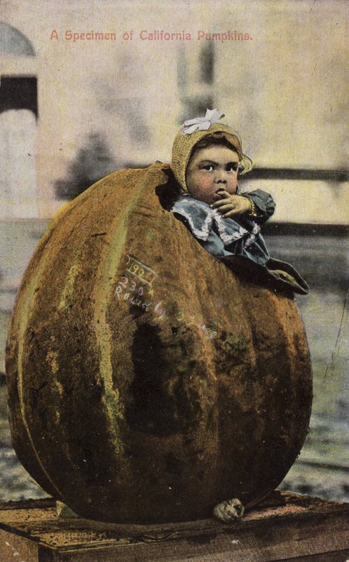 Um espécime de abóboras da Califórnia (foto colorida) de American Photographer