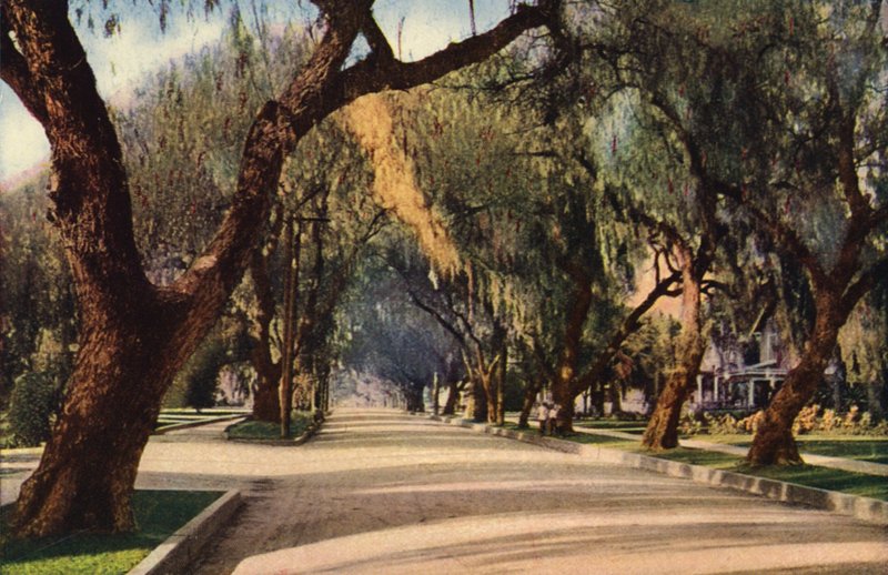 Avenue of Pepper Trees, Pasadena (fotografia a cores) de American Photographer