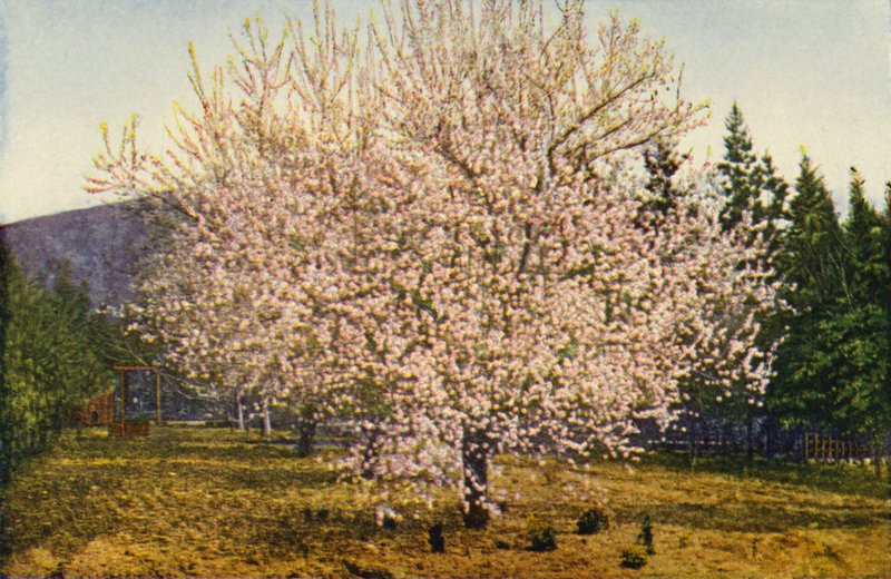 Amendoeira da Califórnia (fotografia a cores) de American Photographer