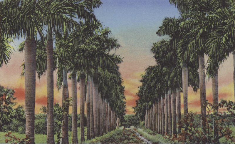 Calle Palmas, Royal Palms Avenue (foto colorida) de American Photographer
