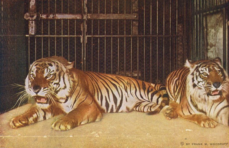 Chicago: Tigres no Lincoln Park (fotografia a cores) de American Photographer