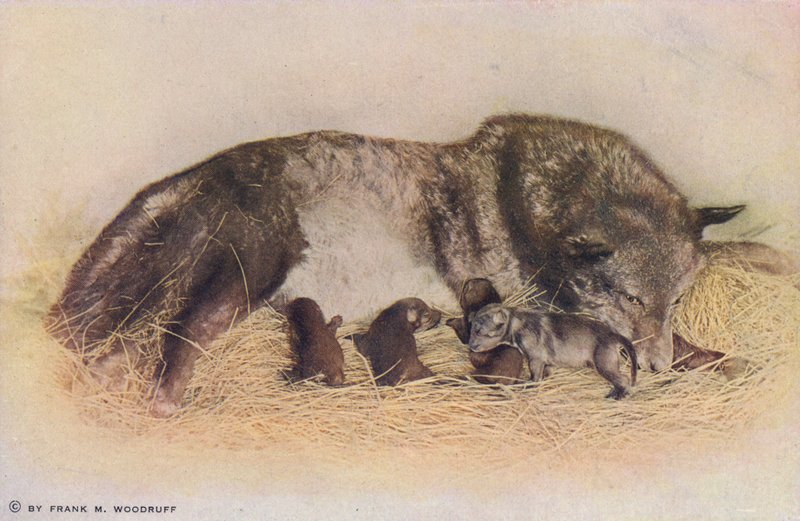 Chicago: Timber Wolf and Young, Lincoln Park (fotografia a cores) de American Photographer