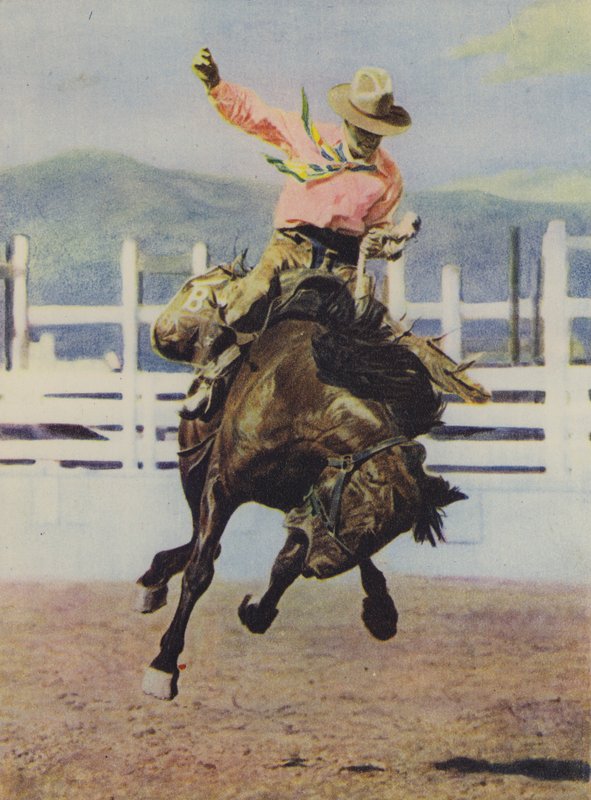 Cowboy quebrando em um cavalo de American Photographer