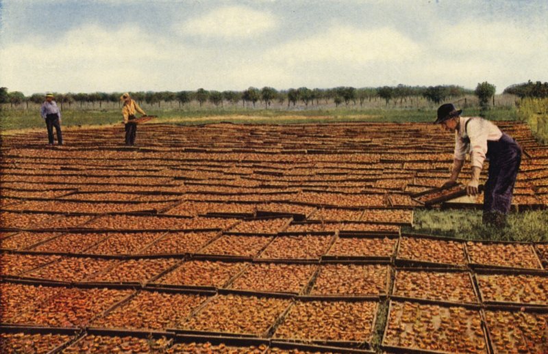 Secagem de alperces, Vale de San Jouquin (fotografia a cores) de American Photographer