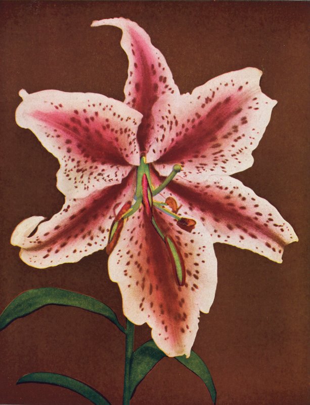 Lírios: Lilium Auratum, Crimson Queen (fotografia a cores) de American Photographer