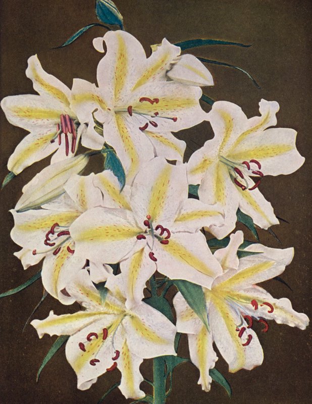 Lírios: Lilium Auratum Platyphyllum (fotografia a cores) de American Photographer