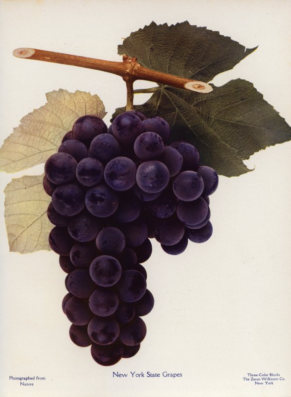 Uvas do Estado de Nova Iorque (fotografia a cores) de American Photographer
