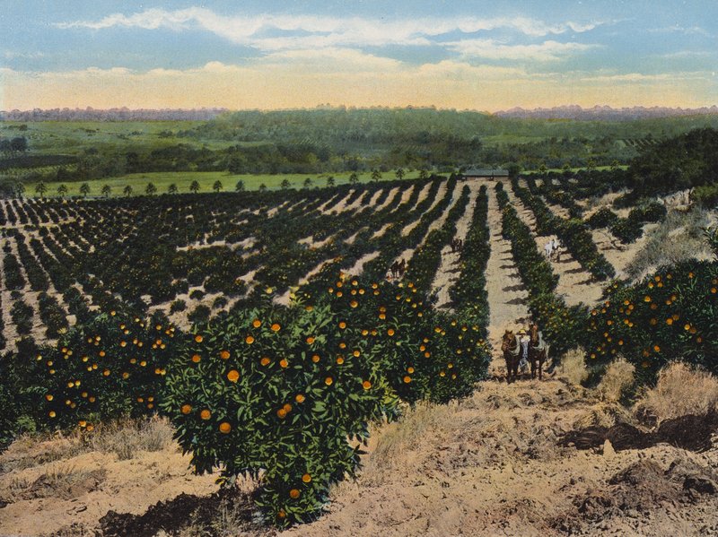 Orange Grove perto de Colfax, Califórnia (fotografia a cores) de American Photographer