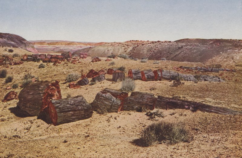 Floresta Petrificada, Arizona (foto colorida) de American Photographer
