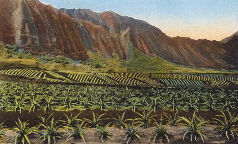 Plantação de ananases, Oahu (fotografia a cores) de American Photographer