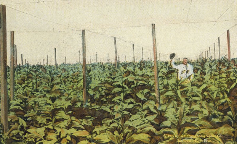 Porto Rico / Porto Rico: Cultivo de tabaco sob tela em Porto Rico (foto a cores) de American Photographer