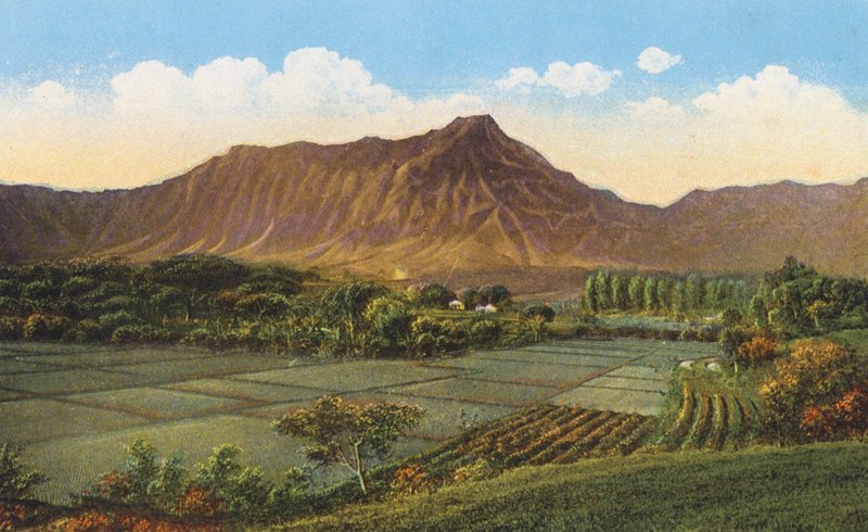 Campos de arroz, Oahu (fotografia a cores) de American Photographer