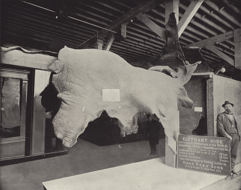 O elefante esconde de American Photographer
