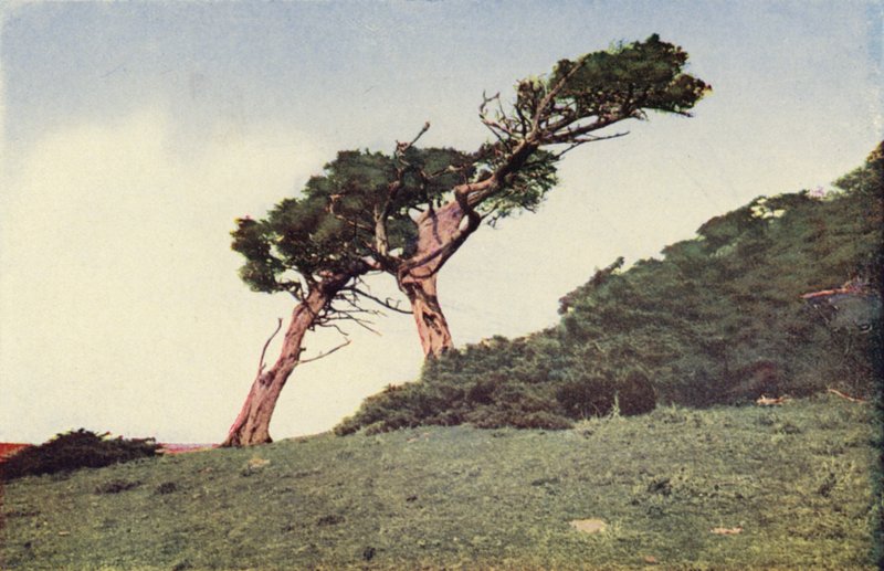 A avestruz, um cipreste de Monterey (fotografia a cores) de American Photographer