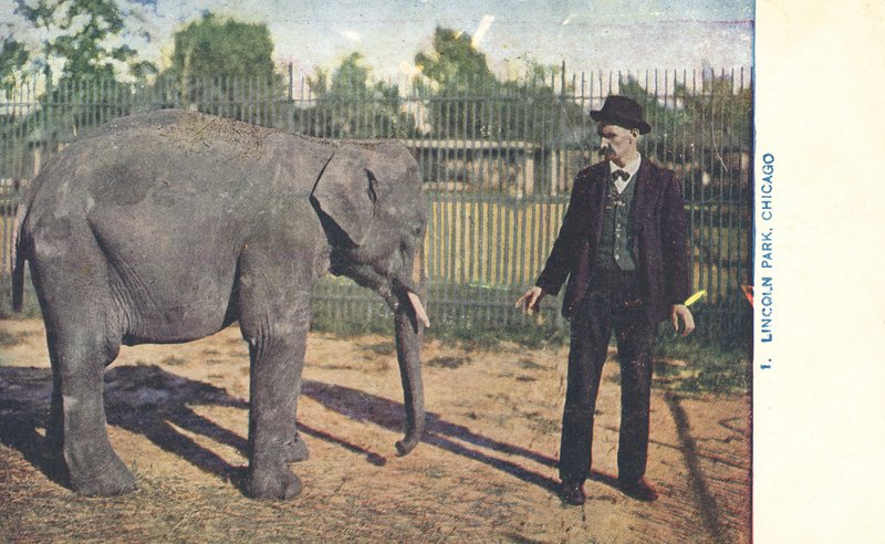 Jovem elefante, Lincoln Park Zoo, Chicago, EUA (fotografia a cores) de American Photographer