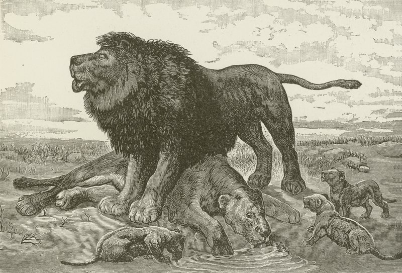 A Dirge no Deserto Africano, de uma pintura de JN Nettleship de American School