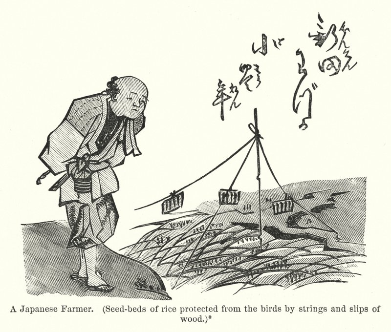 Um agricultor japonês, Sementeiras de arroz protegidas das aves por cordas e escorregões de madeira (gravura) de American School