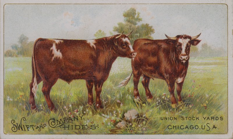 Cartão comercial americano a publicitar as peles de animais da Swift and Company, Union Stock Yards, Chicago, Illinois (litografia a cores) de American School
