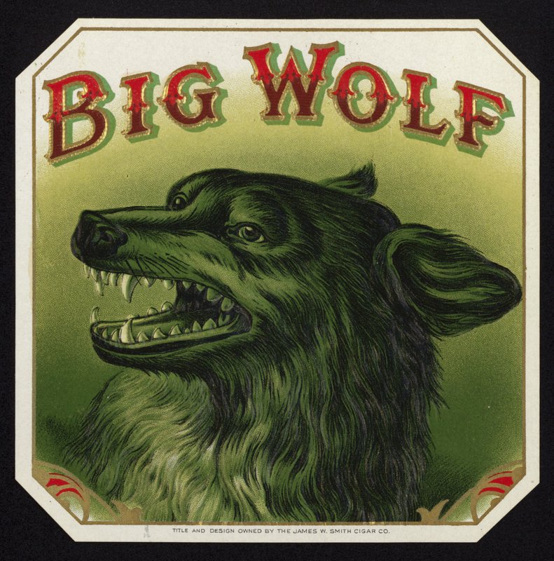 Lobo preto descobrindo os dentes de American School