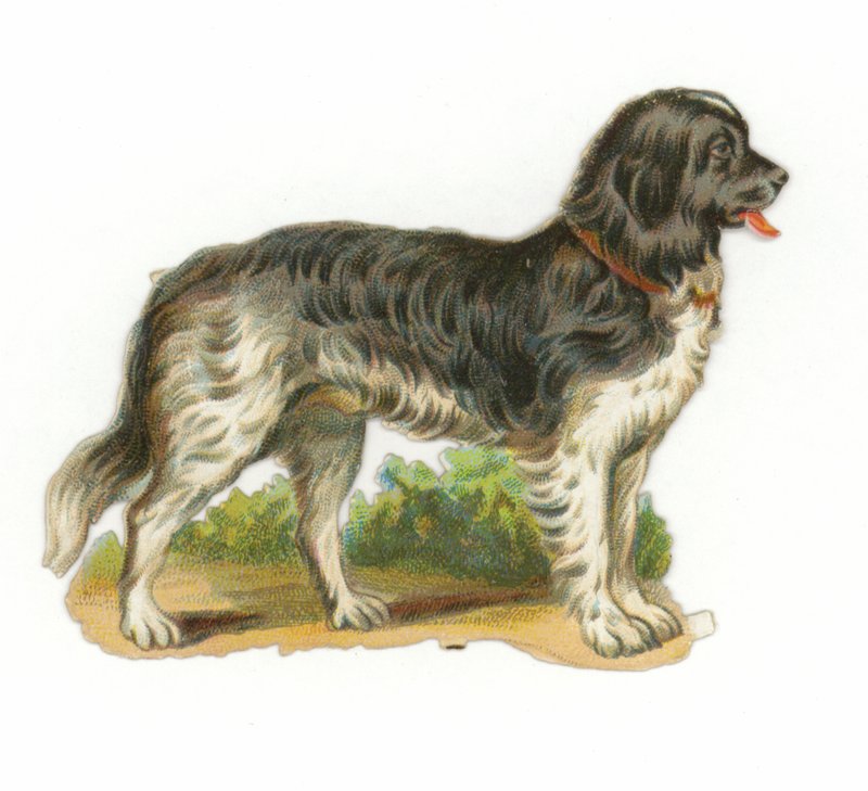 Cão preto e branco de American School