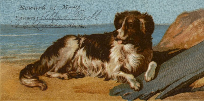 Border Collie cachorro na praia de American School