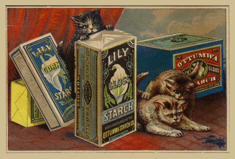 Gatos à procura de rato entre os pacotes de amido de American School