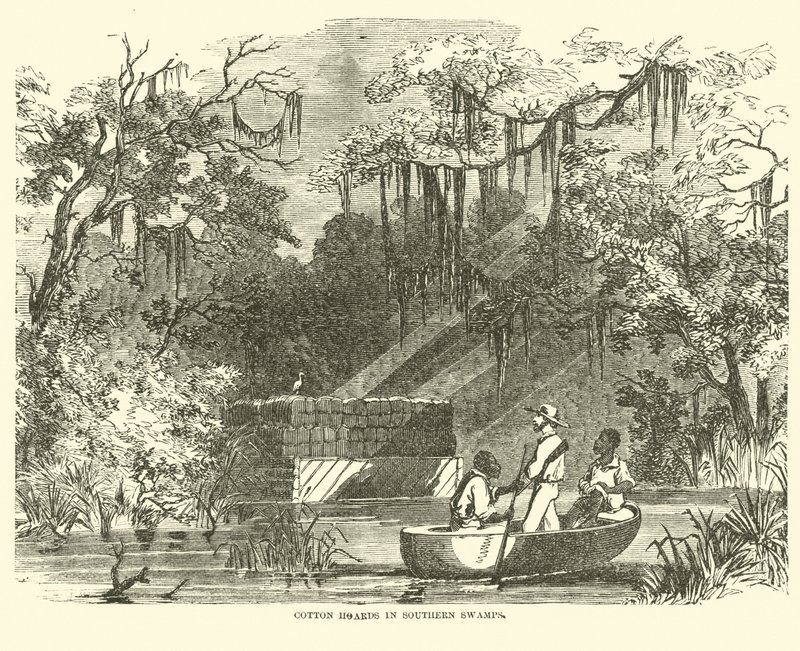 Algas de algodão em Southern Swamps, julho de 1862 de American School